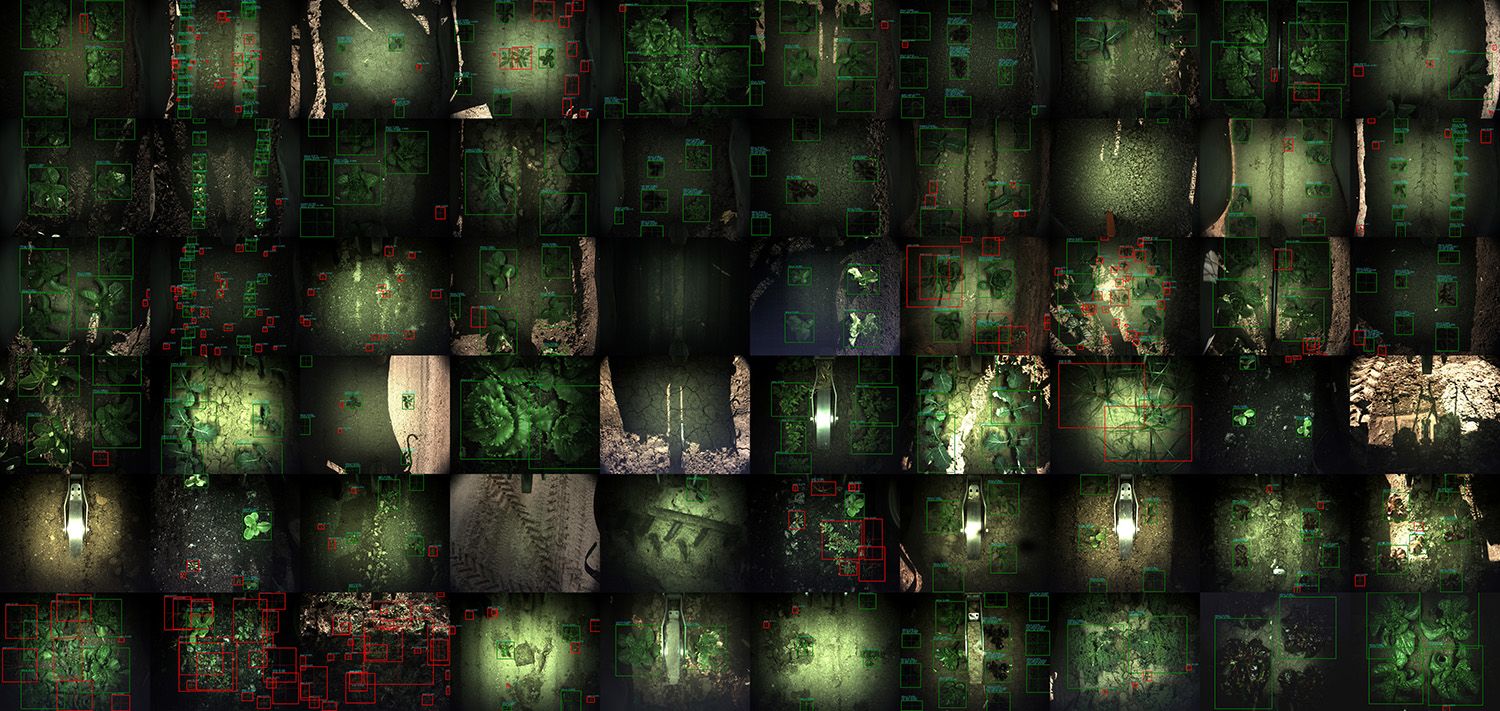 Artificial intelligence analyzing weeds vs. crops