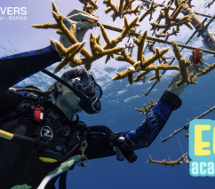 Sun Divers Eco Academy